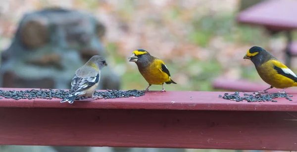 Amarelo, preto e branco Noite Grosbeaks (Coccothraustes vespertinus) parar para comer onde há semente de pássaro abundância . — Fotografia de Stock