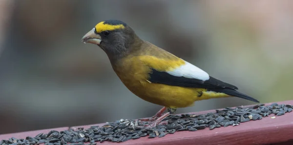 Yemek sarı, siyah ve beyaz renkli akşam Grosbeaks(Coccothraustes vespertinus) durdurmak için nerede aplenty kuş tohum. — Stok fotoğraf