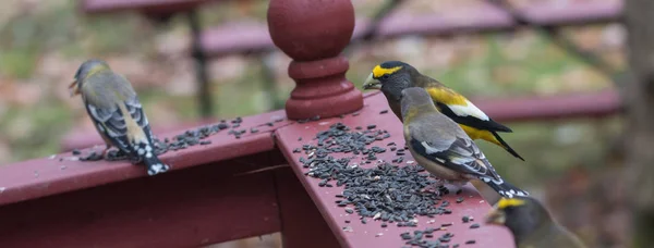 Amarelo, preto e branco Noite Grosbeaks (Coccothraustes vespertinus) parar para comer onde há semente de pássaro abundância . — Fotografia de Stock