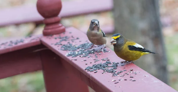 Amarelo, preto e branco Noite Grosbeaks (Coccothraustes vespertinus) parar para comer onde há semente de pássaro abundância . — Fotografia de Stock