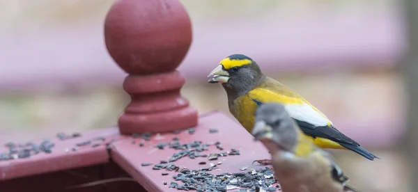 Amarelo, preto e branco Noite Grosbeaks (Coccothraustes vespertinus) parar para comer onde há semente de pássaro abundância . — Fotografia de Stock