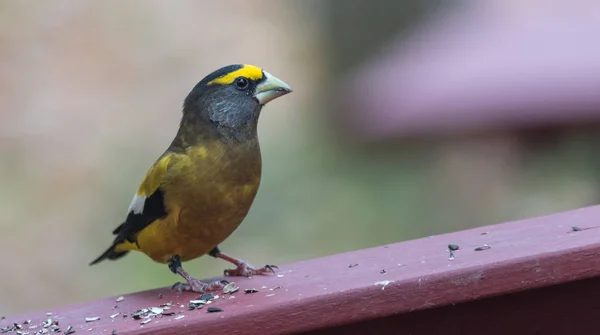 Les Gros-becs nocturnes (Coccothraustes vespertinus) de couleur jaune, noire et blanche s'arrêtent pour manger là où il y a beaucoup de graines d'oiseaux . — Photo