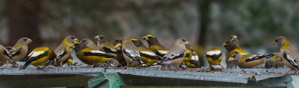 Gelb, schwarz & weiß gefärbte Abendschnäbel (coccothraustes vespertinus) bleiben stehen, um dort zu essen, wo es reichlich Vogelsamen gibt. — Stockfoto