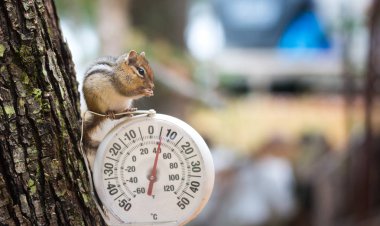 Chipmunk (Tamias), sits up, on top of an outdoor thermometer. clipart