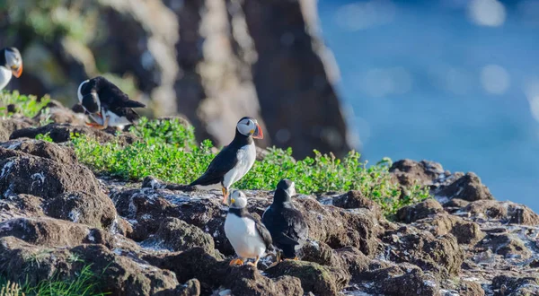 Atlantische Papageitaucher (fratercula arctica) auf der Vogelinsel in Elliston, Neufundland. — Stockfoto