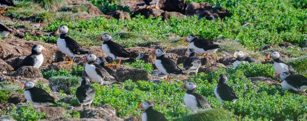 Atlantische Papageitaucher (fratercula arctica) auf der Vogelinsel in Elliston, Neufundland. — Stockfoto