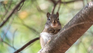Sevimli sincap, kadar üzerinde tünemiş bir ağaç dalı üzerinde oturan ve kameraya geri kıvrık pençeleri ile seyir kapat.