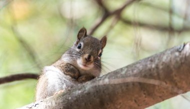 Sevimli sincap, kadar üzerinde tünemiş bir ağaç dalı üzerinde oturan ve kameraya geri kıvrık pençeleri ile seyir kapat.