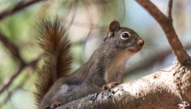 Sevimli sincap, hızlı küçük orman yaratığı.