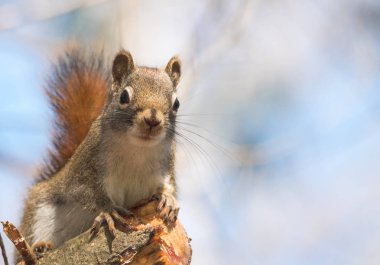 Kamera, hızlı küçük orman yaratığı duraklar bir saniyeliğine sadece bakarak, dalları ve ağaçlar Kuzey Ontario ormanda koşturup sincap.