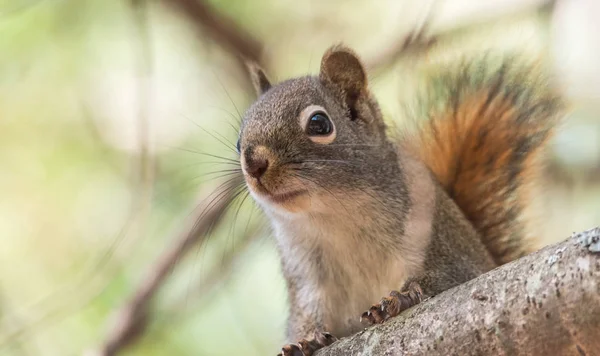 Ekorre, snabb lilla skogsmark varelse pausar bara för en sekund, springer runt på grenar och i träd i en norra Ontario woods. — Stockfoto