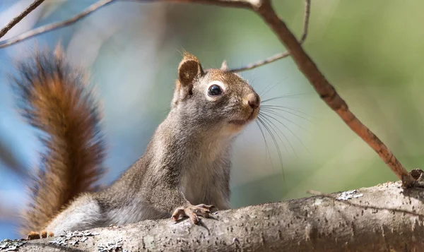 Esquilo vermelho bonito, pequena criatura de floresta rápida . — Fotografia de Stock