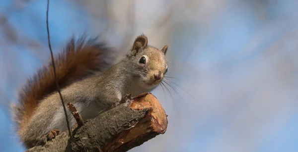 Esquilo vermelho olhando para a câmera, pequena criatura floresta rápida pára apenas por um segundo, correndo em torno de ramos e em árvores em uma floresta do norte de Ontário . — Fotografia de Stock