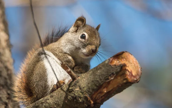 Esquilo vermelho bonito, close-up, empoleirado em sentar-se em um galho de árvore com as patas enroladas de volta . — Fotografia de Stock