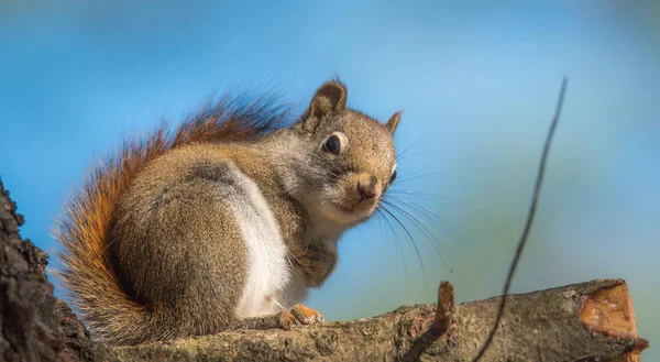 Esquilo vermelho bonito, close-up, empoleirado em sentar-se em um galho de árvore e olhando para a câmera com as patas enroladas de volta . — Fotografia de Stock