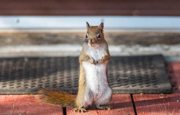 Écureuil roux printanier enhardi, gros plan, debout sur un pont devant un tapis de porte, pattes attachées à la poitrine . — Photo