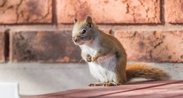 Esforçando-se, primavera Esquilo vermelho, close-up, sentado em um convés, patas enfiadas no peito . — Fotografia de Stock