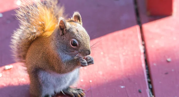 Esforçando-se, primavera Esquilo vermelho, close-up, sentado em um convés, comer sementes e alimentação . — Fotografia de Stock