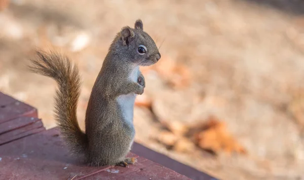 Esforçando-se, primavera Esquilo vermelho, close, De pé em um convés, patas enfiadas no peito . — Fotografia de Stock