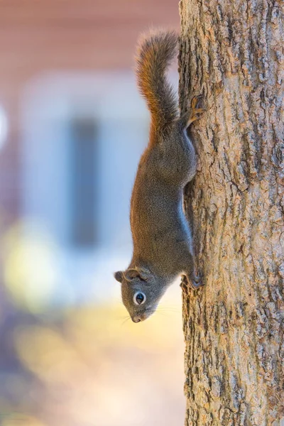 Orangefarbenes Frühlingsrotes Eichhörnchen, volle Länge auf einem Baum. — Stockfoto