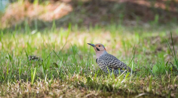 Flicker de eje amarillo (Colaptes auratus), en el suelo larvas de caza . — Foto de Stock