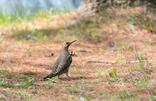 Yellow shafted flicker (Colaptes auratus), on the ground hunting grubs. — Stock Photo, Image