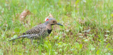 North American Yellow Shafted Flicker, Colaptes auratus,  on springtime meadow hunting grubs.  clipart