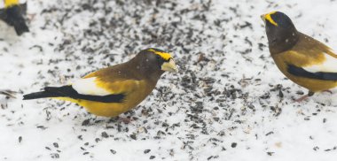 Grosbeaks (Kocabaş vespertinus) akşam birlikte yemek tohum karda toplanan. 