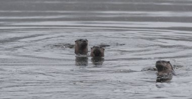 Kuzey Amerika nehir su samuru (Lontra canadensis).