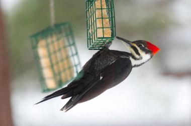 Süet topu kafesine bir besleyici gölgelik altında baş aşağı asılı bir Pileated ağaçkakan (Dryocopus pileatus).