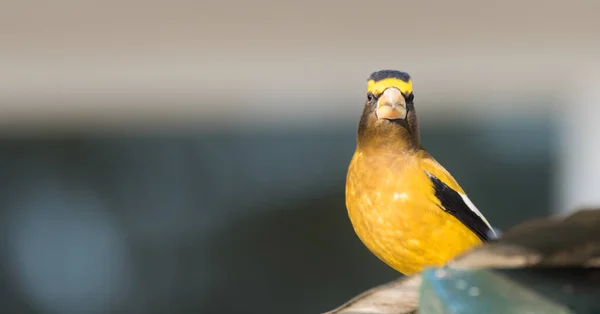 Sárga, fekete & fehér színű, este faj ((Coccothraustes vespertinus)) a fedélzeten. — Stock Fotó