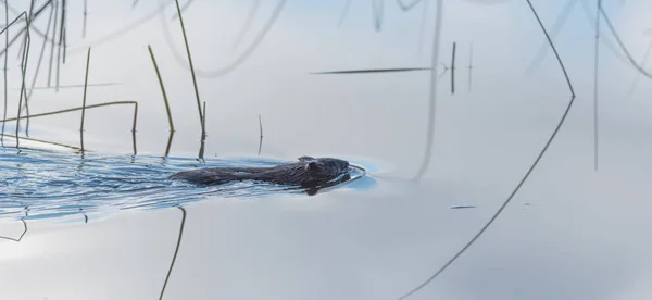 Common beaver (Castor Canadensis).  Small water mammal swims quietly by. — Stock Photo, Image