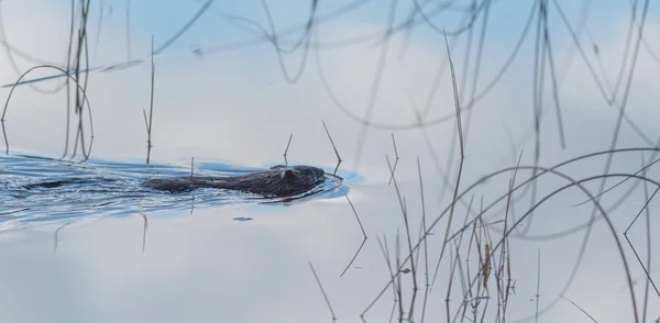Castor común (Castor Canadensis). Pequeño mamífero de agua nada tranquilamente por . — Foto de Stock