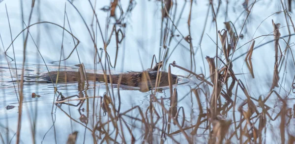 Castor común (Castor Canadensis). Pequeño mamífero de agua nada tranquilamente por . — Foto de Stock