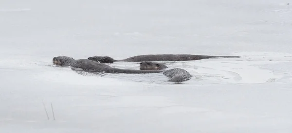 Североамериканские речные выдры (Lontra cancissis) ). — стоковое фото