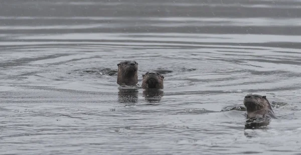 Nordamerikanische Flussotter (lontra canadensis)). — Stockfoto