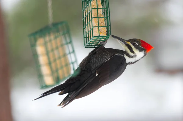 A Pileated woodpecker (Dryocopus pileatus), hangs upside down on a suet ball cage under the canopy of a feeder. — Stock Photo, Image
