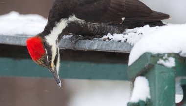 Kadın Pileated ağaçkakan (Dryocopus pileatus). Kışın kar gıda arar.