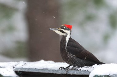 Kadın Pileated ağaçkakan (Dryocopus pileatus). Kışın kar gıda arar.