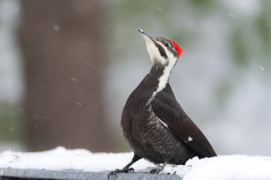 Kadın Pileated ağaçkakan (Dryocopus pileatus). Kışın kar gıda arar.