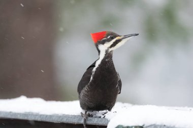 Kadın Pileated ağaçkakan (Dryocopus pileatus). Kışın kar gıda arar.