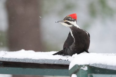 Kadın Pileated ağaçkakan (Dryocopus pileatus). Kışın kar gıda arar.