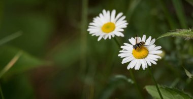 Arı daisy daisy uçar. Bu arı'nın alt sarı polen daisy daisy taşır..