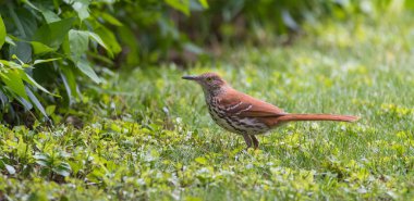 Songbird, Brown ot yemeye böcekler için avcılık çevresinde çalışan Thrasher (Toxostoma rufum)-.