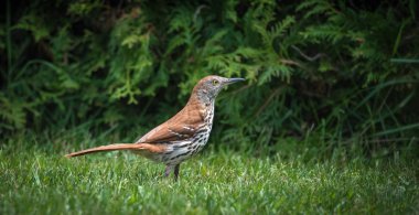 Songbird, Brown ot yemeye böcekler için avcılık çevresinde çalışan Thrasher (Toxostoma rufum)-.