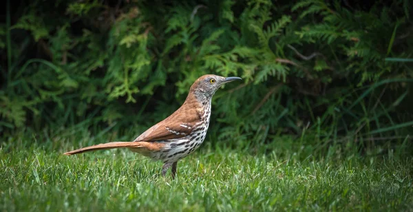 Singvogel, brauner Drescher (toxostoma rufum) - im Gras auf der Jagd nach Insekten herumlaufen. — Stockfoto