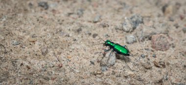 Metallic Green Six spotted Ttiger beetle - (Cicindela sexguttata). clipart