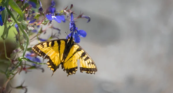 Ailes endommagées sur cette Hirondelle tigrée de l'Est - (Papilio glaucus) papillon . — Photo