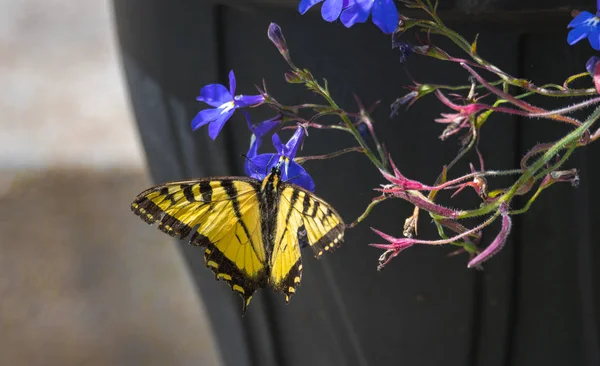 Ailes endommagées sur cette Hirondelle tigrée de l'Est - (Papilio glaucus) papillon . — Photo