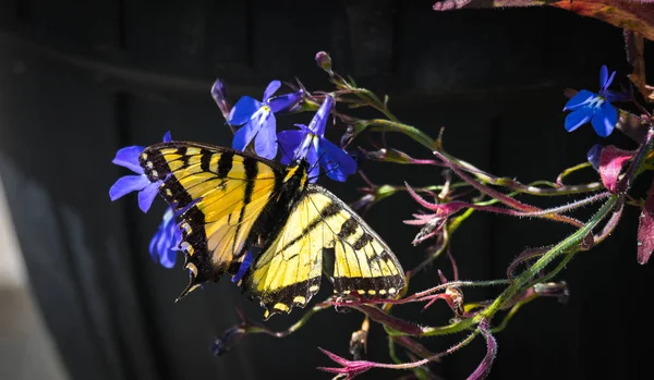 Ailes endommagées sur cette Hirondelle tigrée de l'Est - (Papilio glaucus) papillon . — Photo